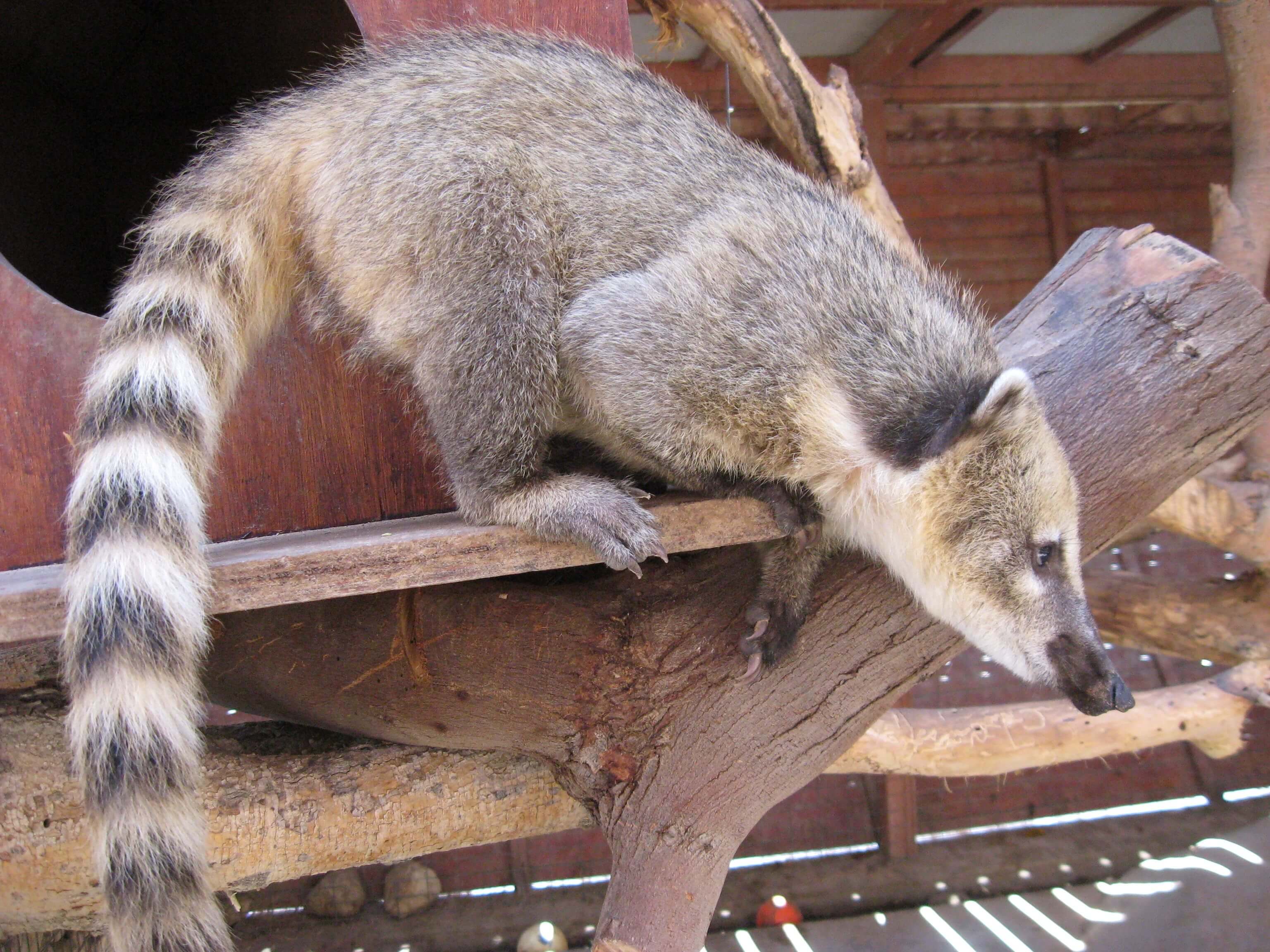חוות האנטילופות